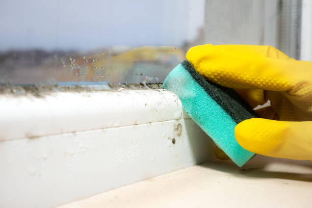 Best Commercial Mold Removal  in Bloomingdale, FL